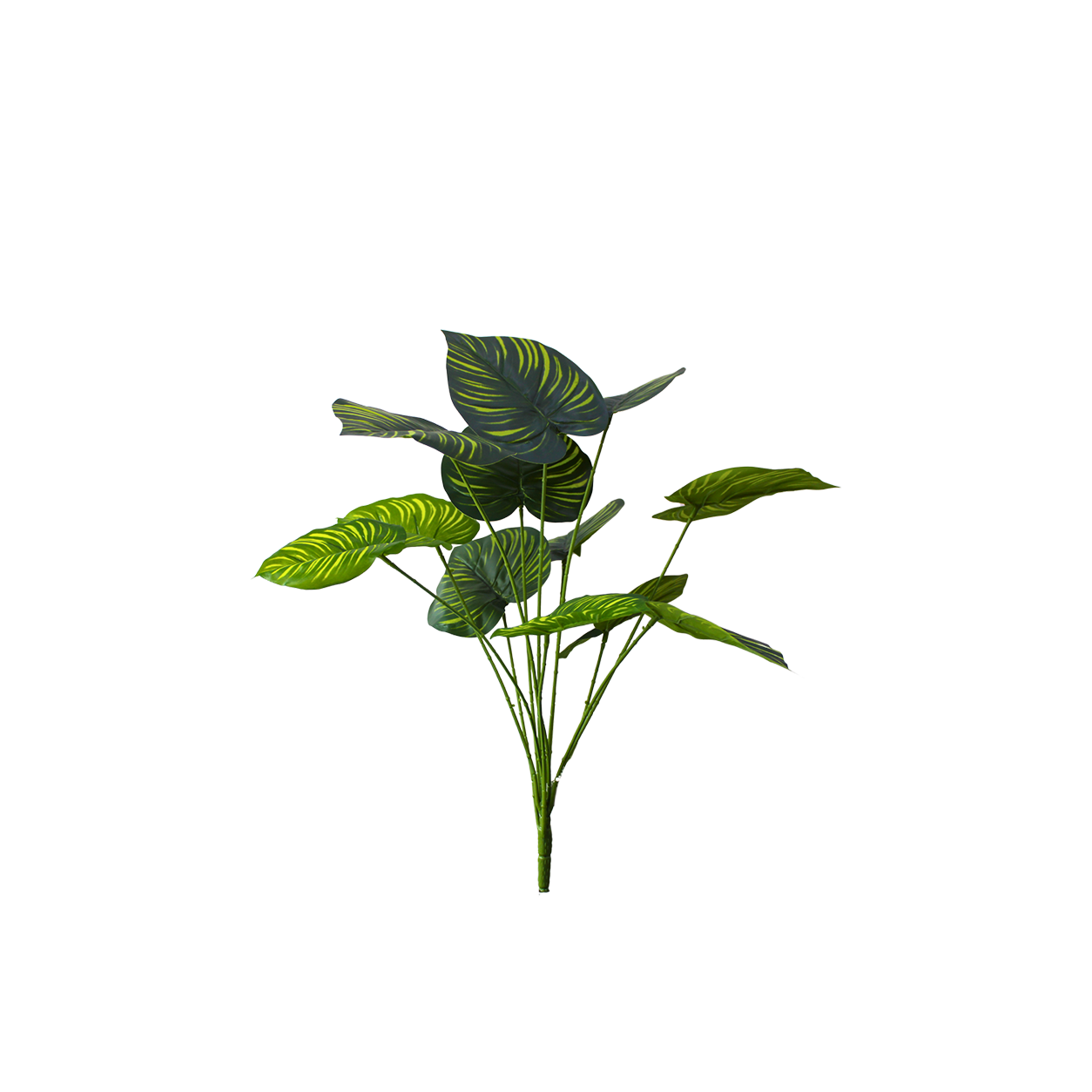 Yapay Alocasia