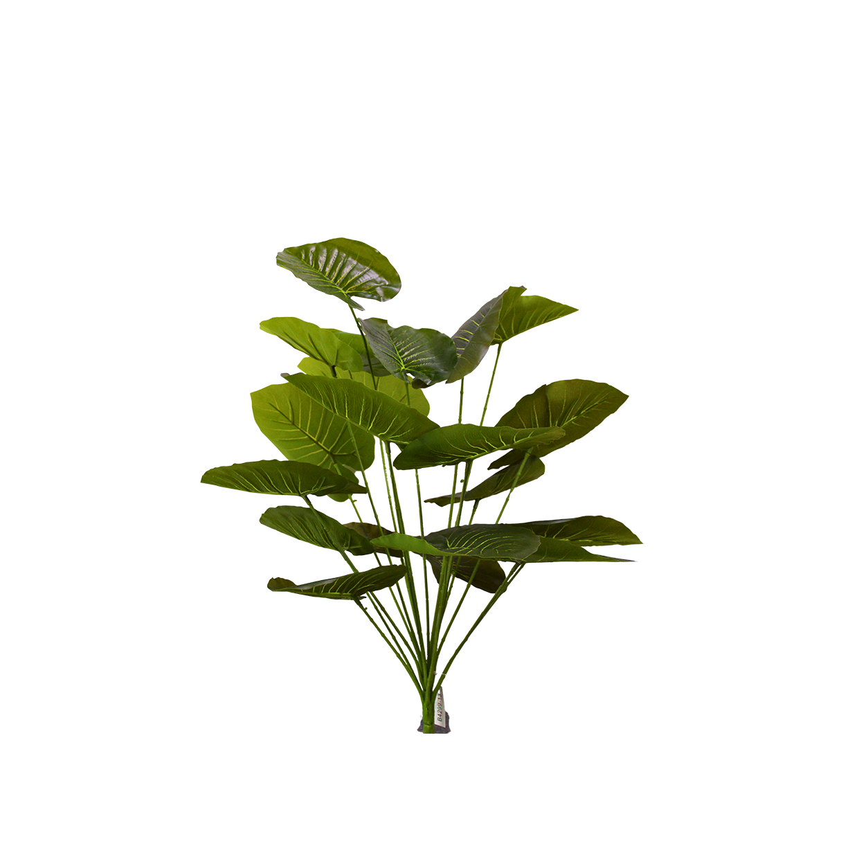 Yapay Alocasia Demet