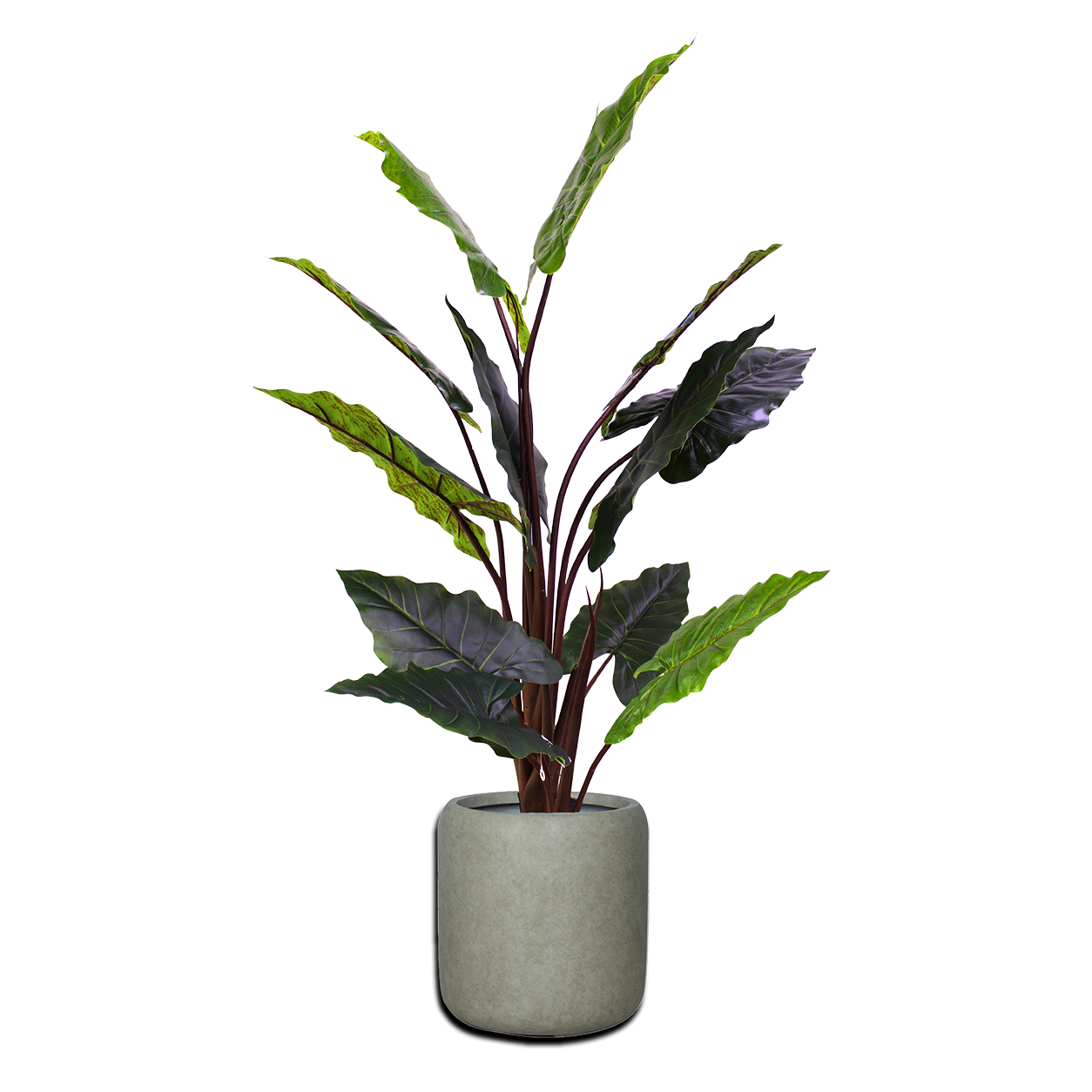 Yapay Calathea