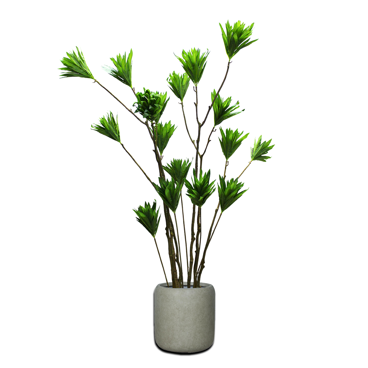 Yapay Dracaena Reflexa 160cm