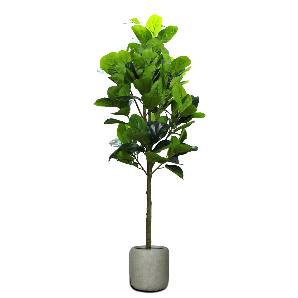 Yapay Ficus Ylrata 180cm