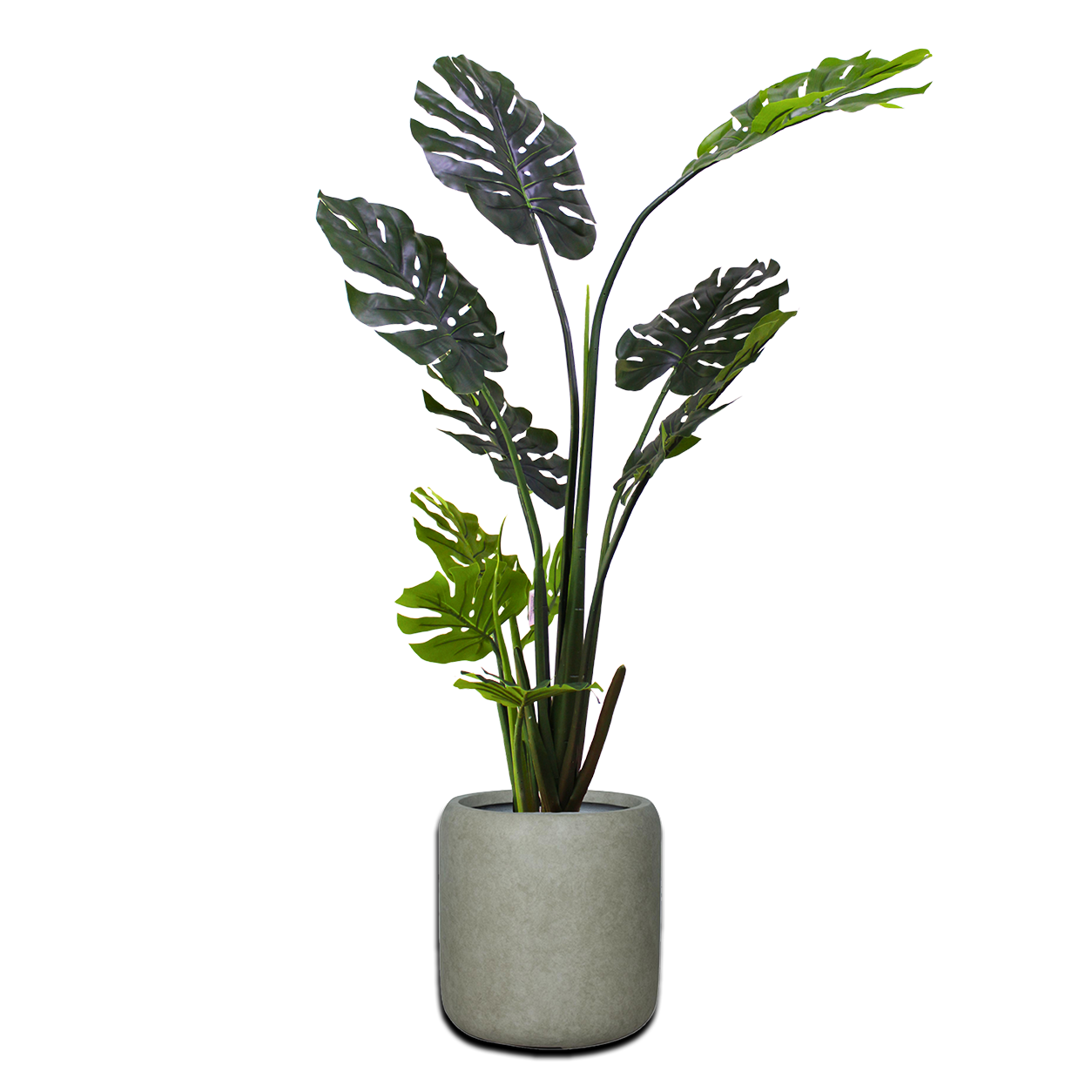 Yapay Monstera