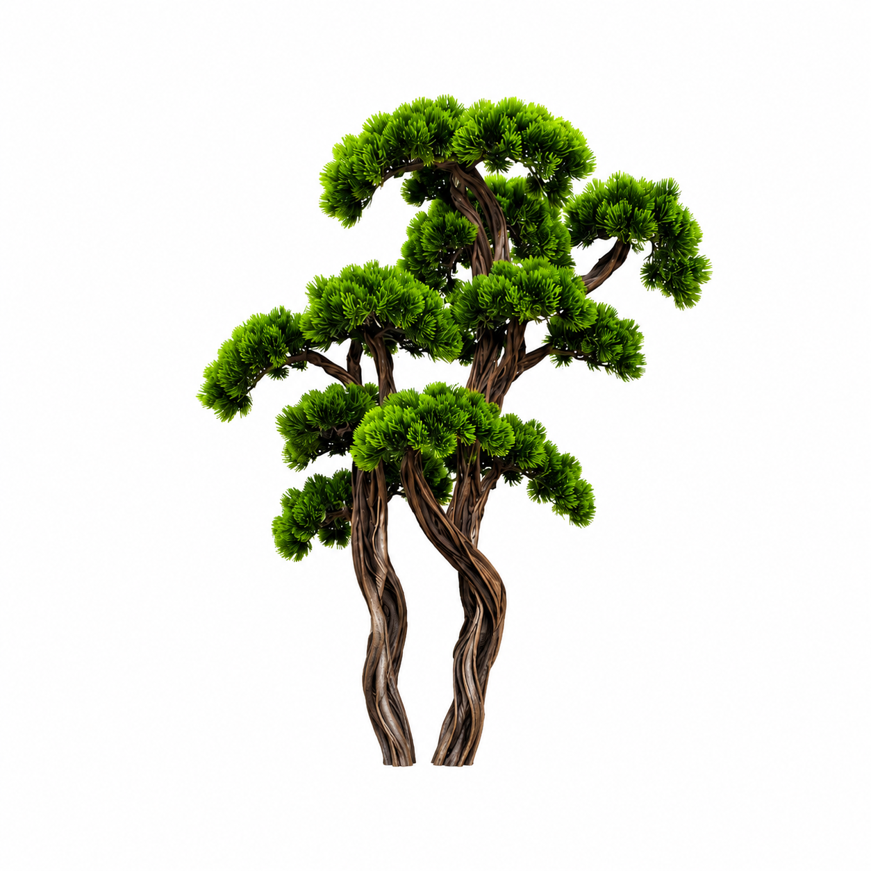 Premium Niwaki Bonsai