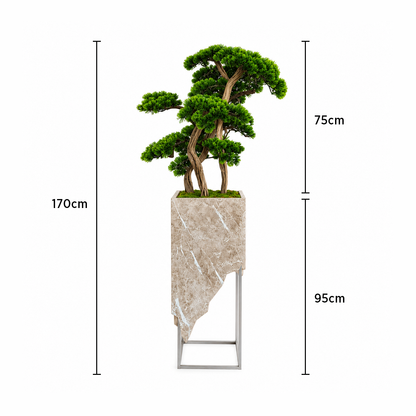 Premium Niwaki Bonsai