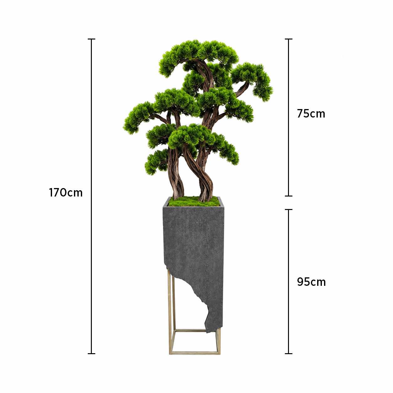 Premium Niwaki Bonsai