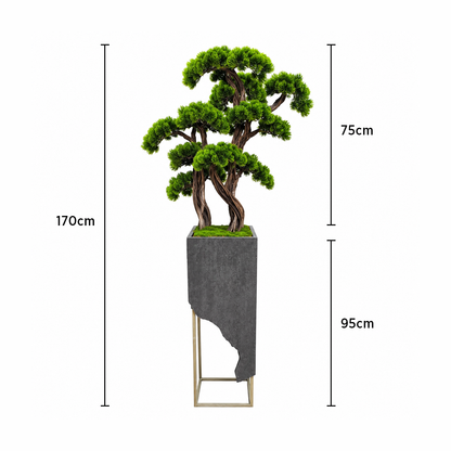 Premium Niwaki Bonsai