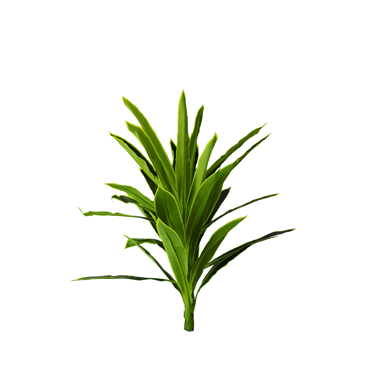 Yapay Yucca