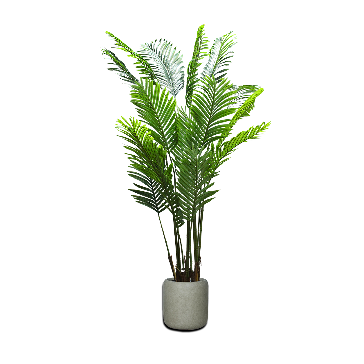 Premium Areca