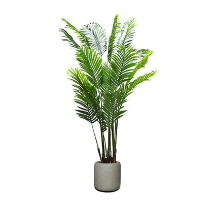 Premium Areca