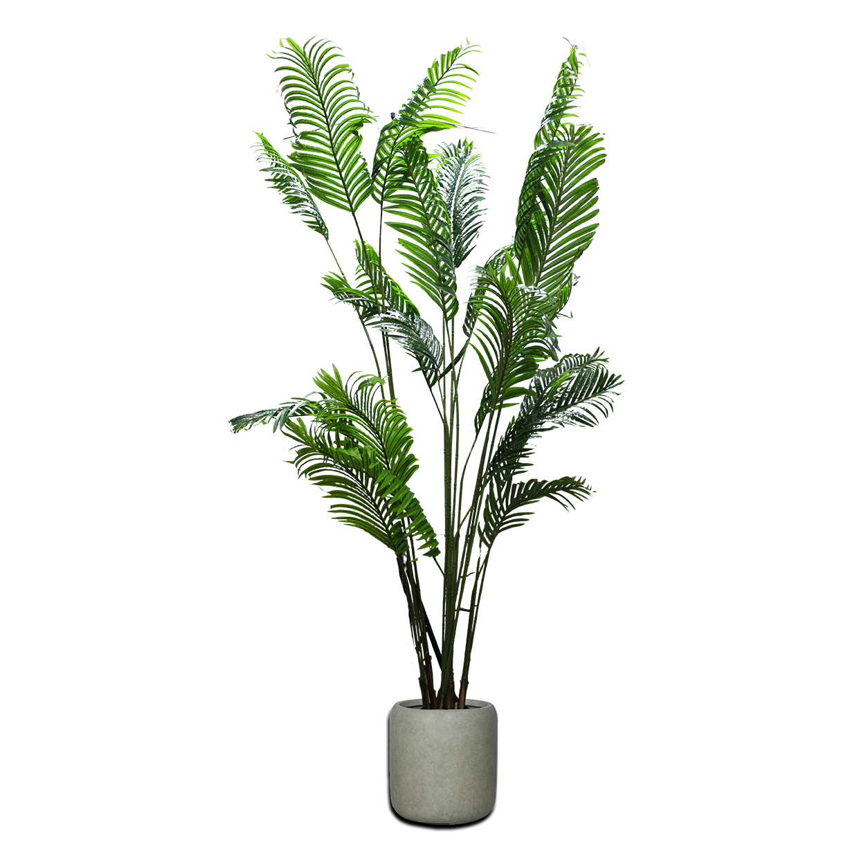 Premium Areca