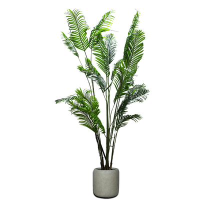 Premium Areca