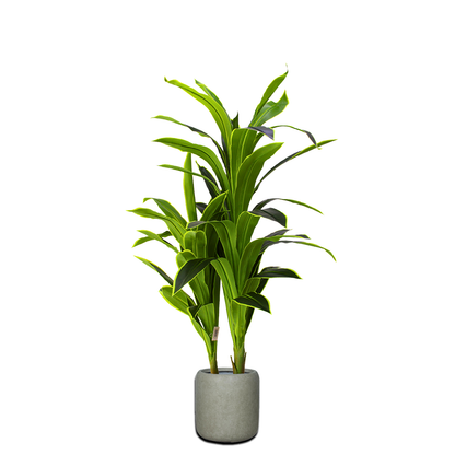Yapay Yucca