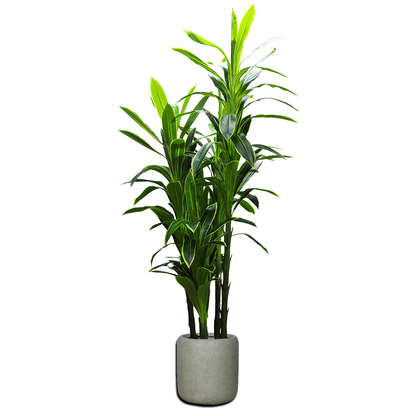 Yapay Yucca