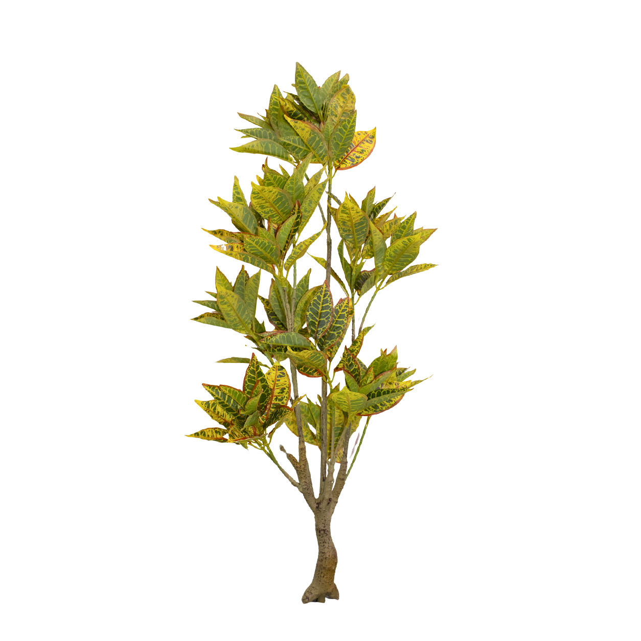 Yapay Kroton 60cm