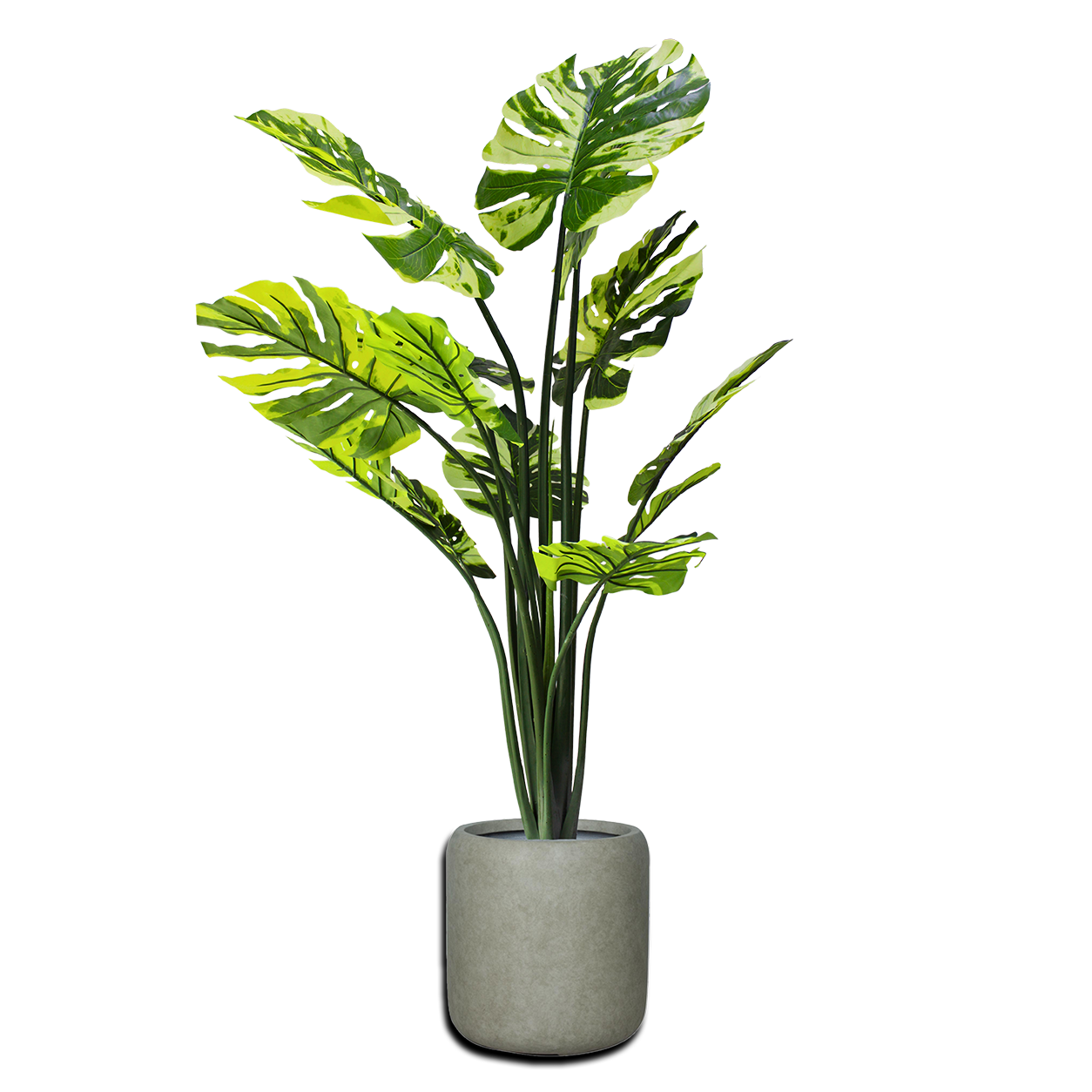 Yapay Alacalı Monstera
