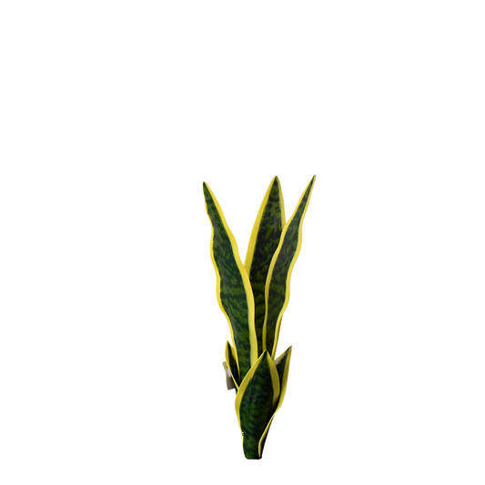 Yapay Sarı Sanseveria