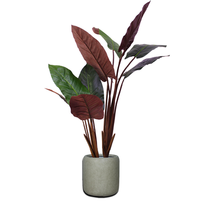 Yapay Calathea
