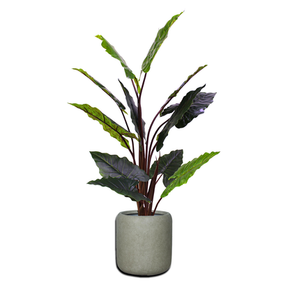 Yapay Calathea