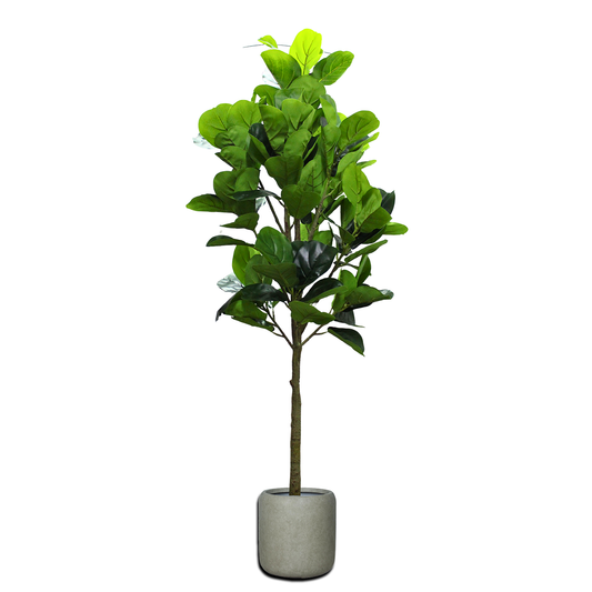 Yapay Ficus Ylrata 180cm