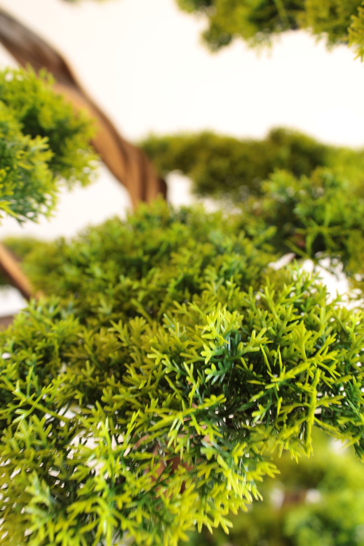 Luma Bonsai