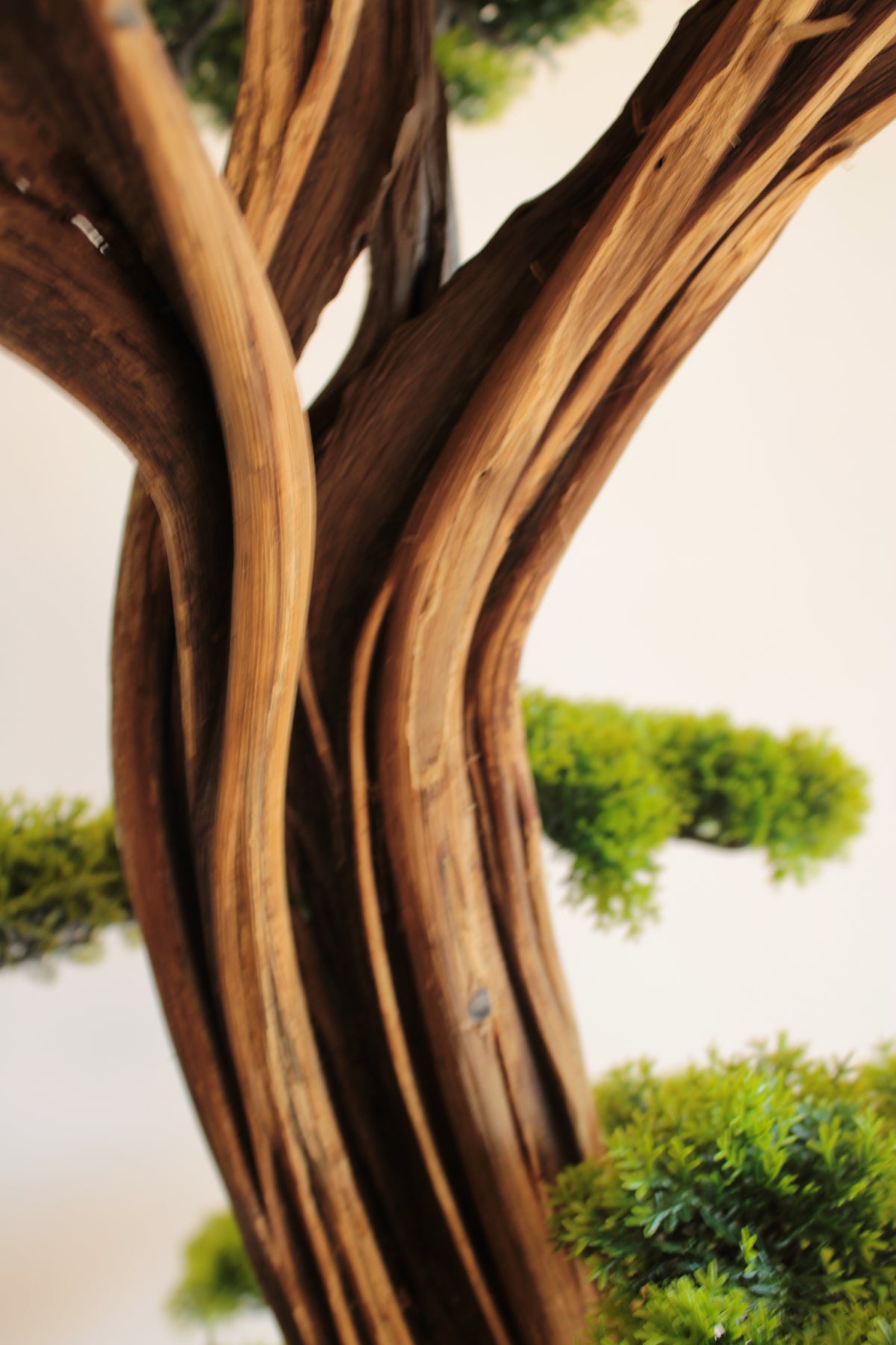 Luma Bonsai