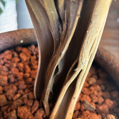 Iris Bonsai