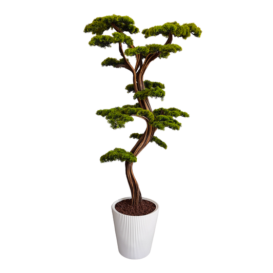 Luma Bonsai