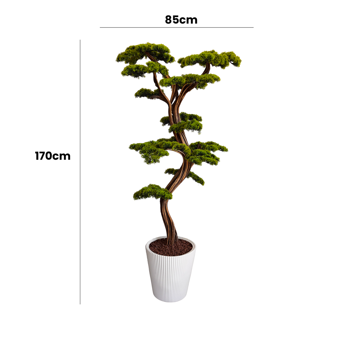 Luma Bonsai