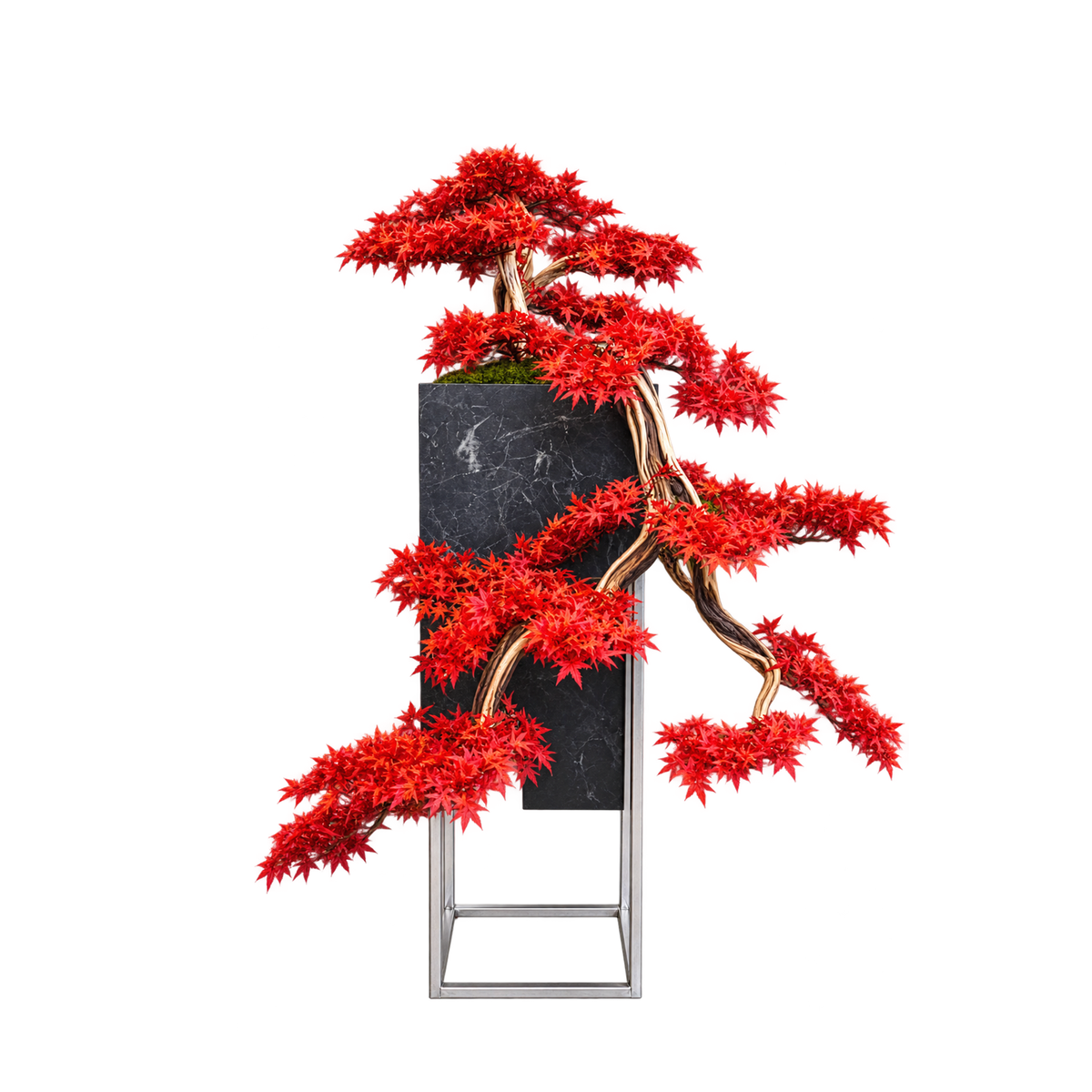 Medusa Red Bonsai