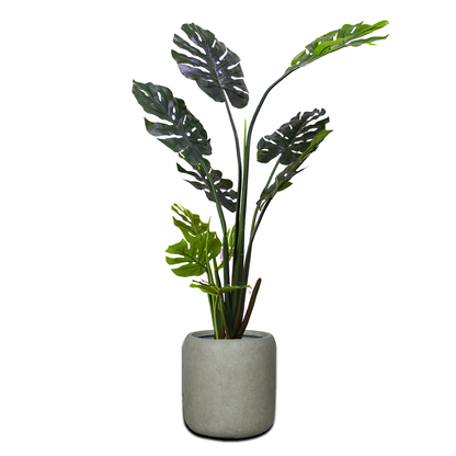 Yapay Monstera