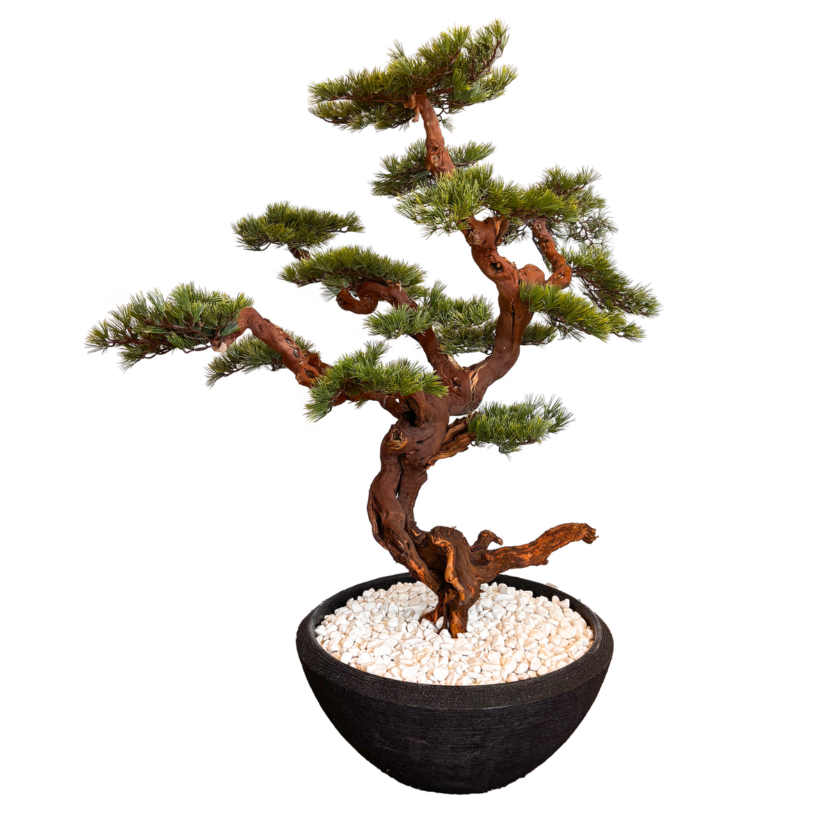 Moon Bonsai