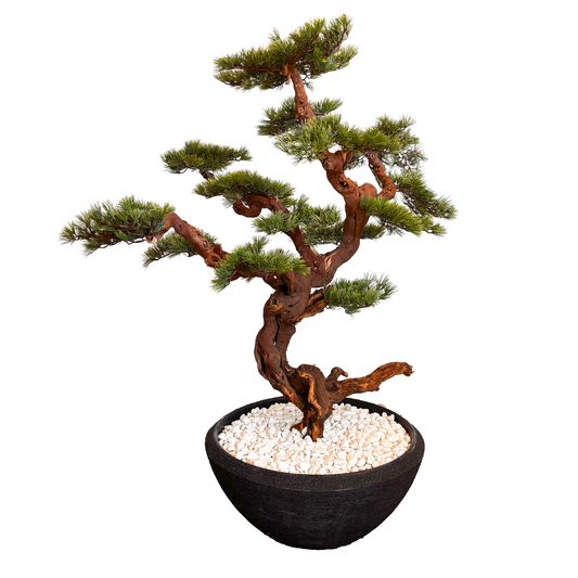 Moon Bonsai